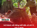 PHẠT 10 TRIỆU VÌ MỘT CÂU NÓI THẬT VỀ RỪNG QUANG HÓA