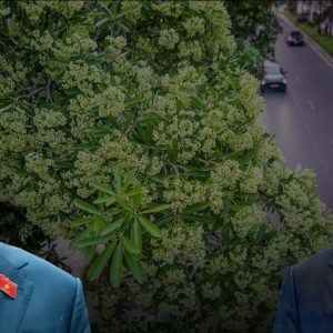 Planung der Anpflanzung von Milchbaum-Bäumen in Hanoi: Städtische Vision oder eine Lektion im Sinne von „erst machen, dann korrigieren“?